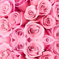 Розовые розы Ф 024