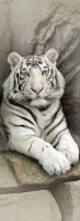 Белый тигр Ф 152
