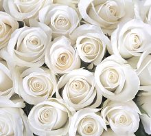 Розы белые В-091