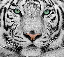 Белый тигр С-077