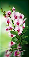 Орхидея А 058