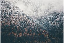Осенний туманный лес Z-123