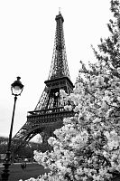 Цветущие деревья в Париже