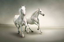 Белые лошади на сером фоне