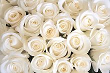 Нежные белые розы 