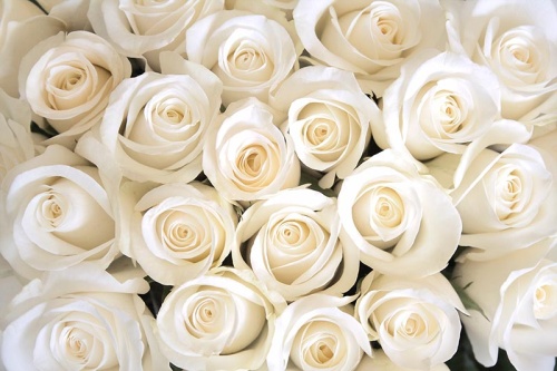 Нежные белые розы 