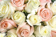 Салатово-розовые розы