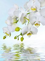 Орхидея над водой С-244