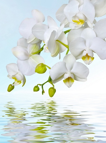 Орхидея над водой С-244