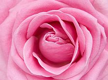 Розовая роза С-325