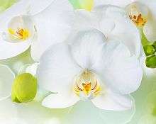 Белая орхидея С-379