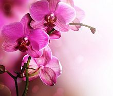 Розовая орхидея на нежном фоне