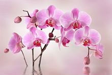 Розовая орхидея над водой 