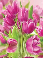 Розовые тюльпаны 