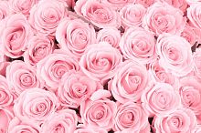 Ковер из нежно-розовых роз