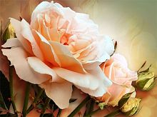 Персиковая роза