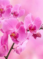 Орхидея розовая В-089