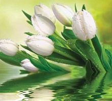 Белые тюльпаны Ф 033