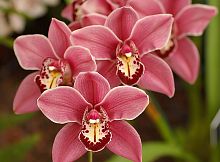 Орхидея 2 С-319