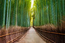 Бамбуковый лес 