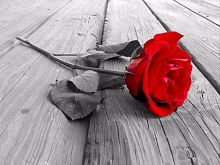Черно белое фото с красной розой 