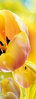 Желтые тюльпаны С-287