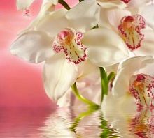 Розовая орхидея Ф 004