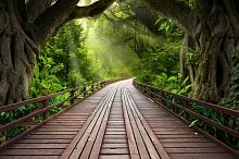 Мост в тропическом лесу 