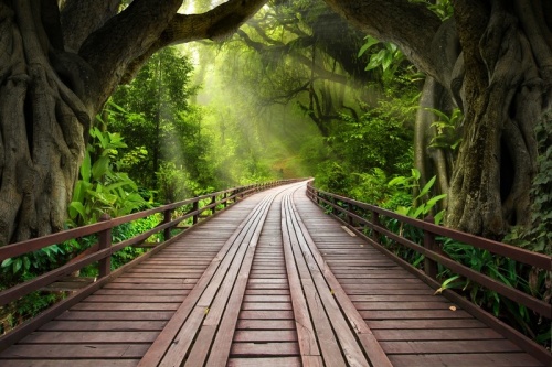 Мост в тропическом лесу 