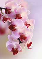 Ветка орхидеи 21-0007