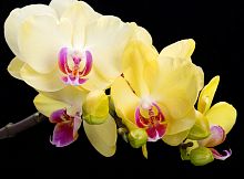 Желтая орхидея Р-012
