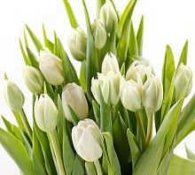 Белые тюльпаны Р-020