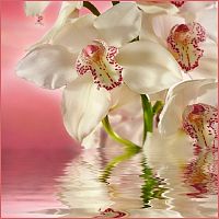 Розовая орхидея 