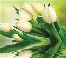 Белые тюльпаны А 001