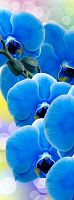 Орхидея синяя А-088