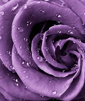Роза фиолет А-038