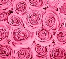 Розы розовые фон В-092