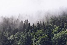 Туманный лес Т-247