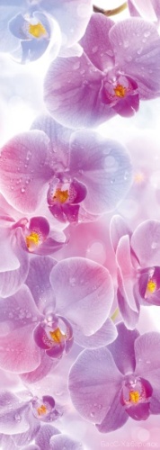 Поэма цвета 4 (орхидеи) 