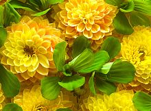Желтые цветы С-316
