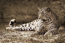 Леопард сепия 
