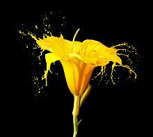 Желтый цветок Т-094