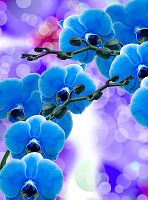 Синие орхидеи Т-223