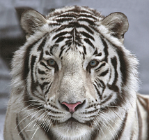 Белый тигр 31-0006