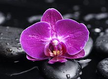 Орхидея на камнях 2 С-323