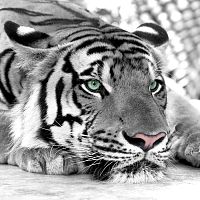 Тигр черно-белый 