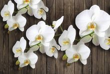 Роскошная орхидея