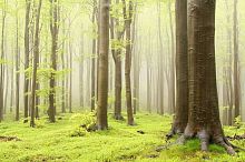 Зеленый лес 
